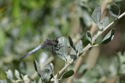 Jardin Alexandre 1er (Toulon 83)