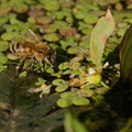 Jardin Alexandre 1er (Toulon 83)