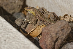 Jardin Alexandre 1er (Toulon 83)