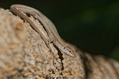 Jardin Alexandre 1er (Toulon 83)
