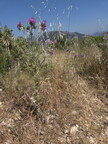 Hautes Pavègnes (Toulon 83)
