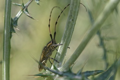 La Plan (La Garde 83)