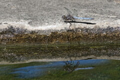 Parc Sandin (Toulon 83)