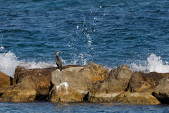 Fort St Louis (Toulon 83)