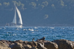 Fort St Louis (Toulon 83)